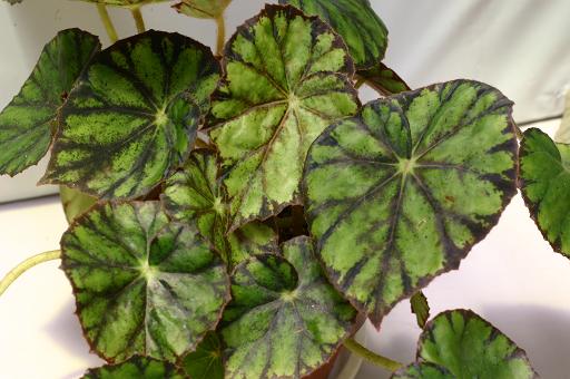 B. ‘Delia Marleau’